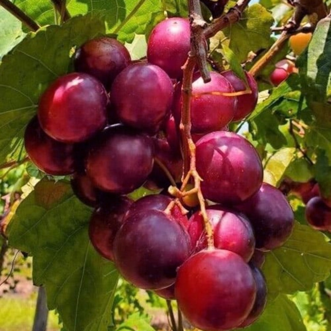 Jumbo Muscadine Grape Vine