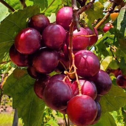 Jumbo Muscadine Grape Vine