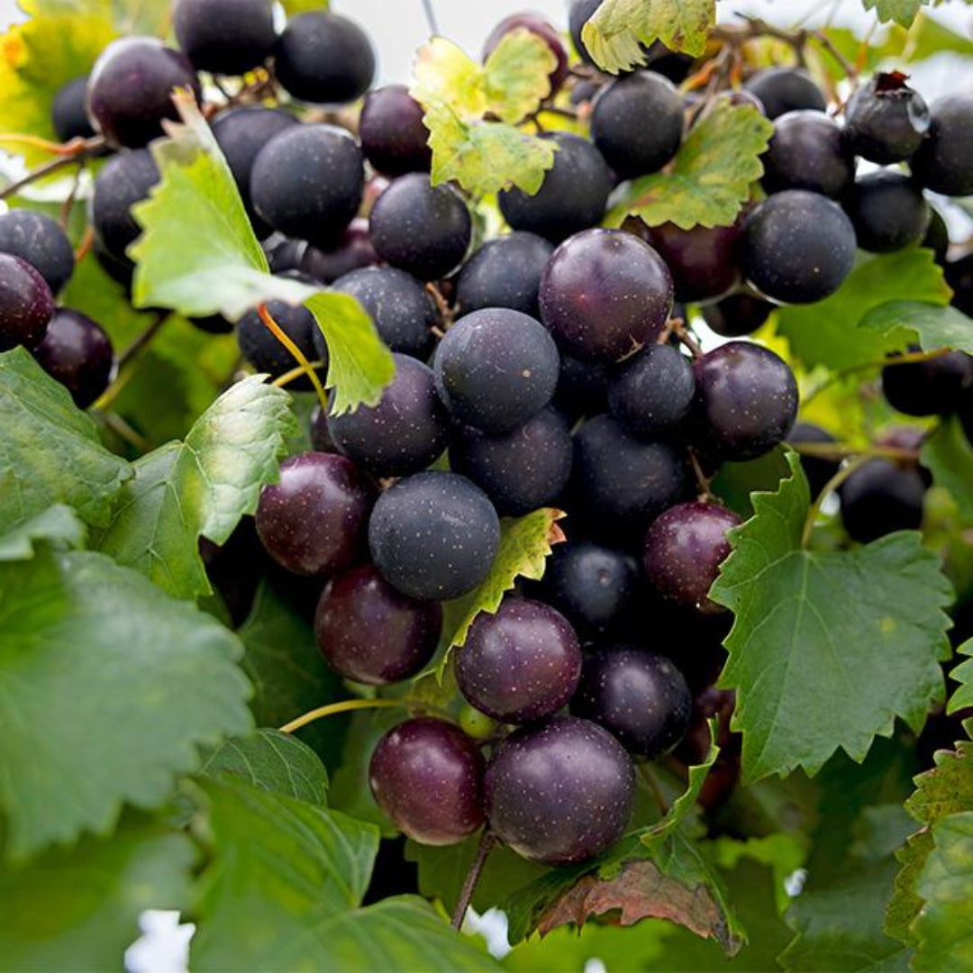 Ison Black Muscadine - Pixies Gardens