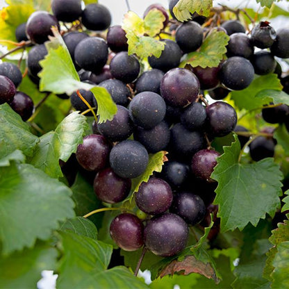 Ison Black Muscadine - Pixies Gardens