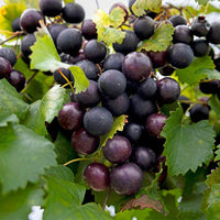 Ison Black Muscadine - Pixies Gardens