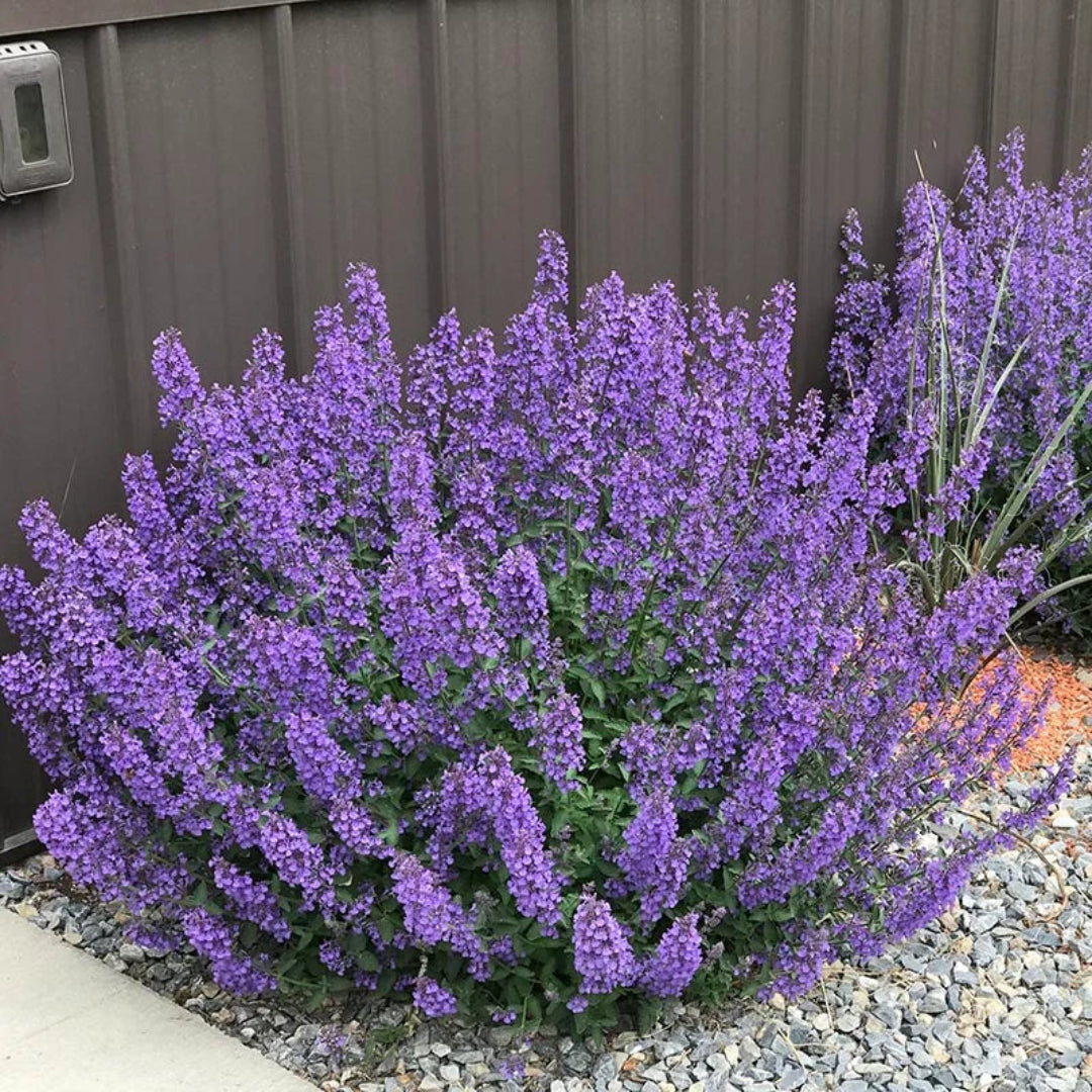 Nepeta racemosa &