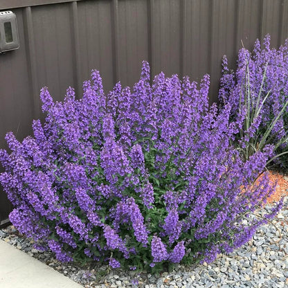 Nepeta racemosa &