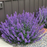 Nepeta racemosa 'Walker's Low' Catmint - [EG]