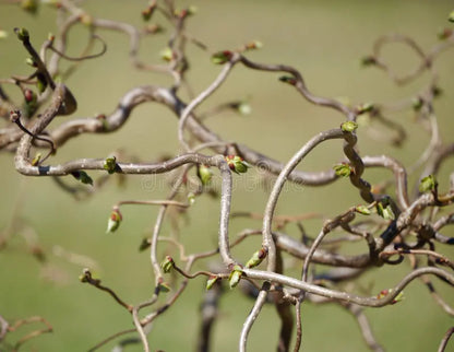 Harry Lauders Walking Stick