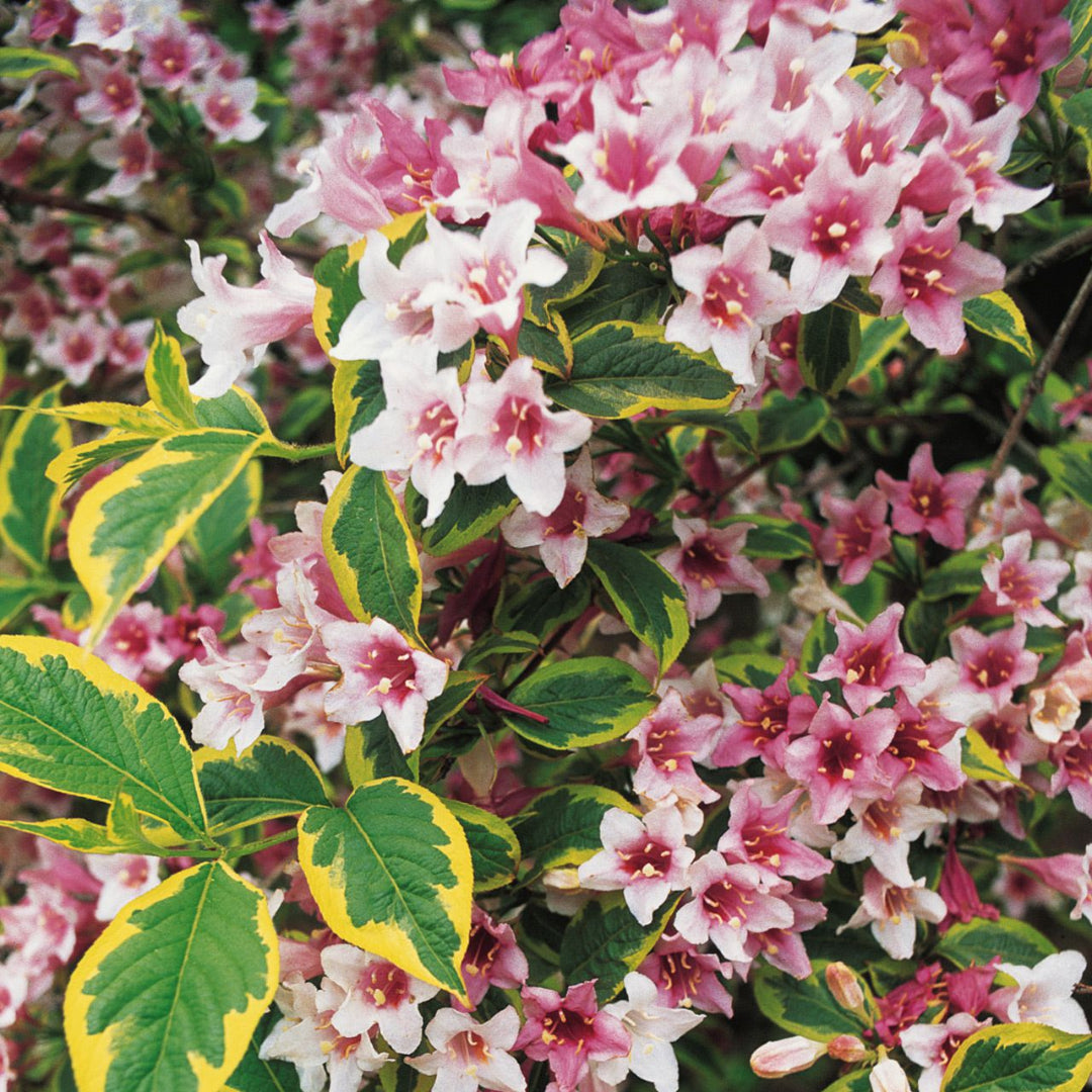 Pink Weigela Tree