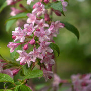 Pink Weigela Tree