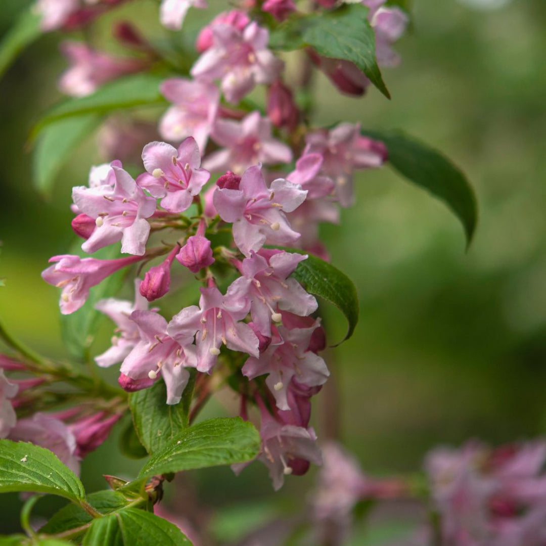 Pink Weigela Tree
