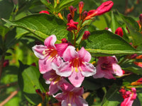 Princess Weigela Red