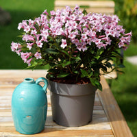 Pink Poppet' Weigela