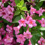 Tango' Weigela Florida