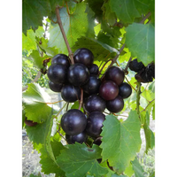 Healthy muscadine grapevine foliage with developing black muscadine fruit