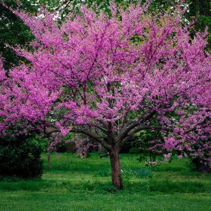 Eastern Redbud Tree blooming with bright pink flowers in spring