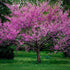 Eastern Redbud Tree blooming with bright pink flowers in spring