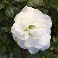Azalea 'Hardy Gardenia’