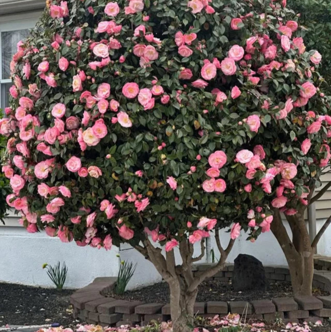 Camellia Fashionata Plant
