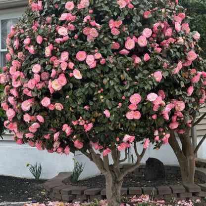 Camellia Fashionata Plant