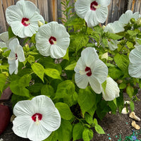 Hibiscus 'Luna White'