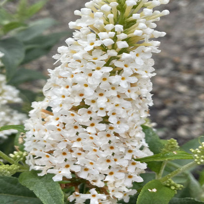 White Butterfly Bush