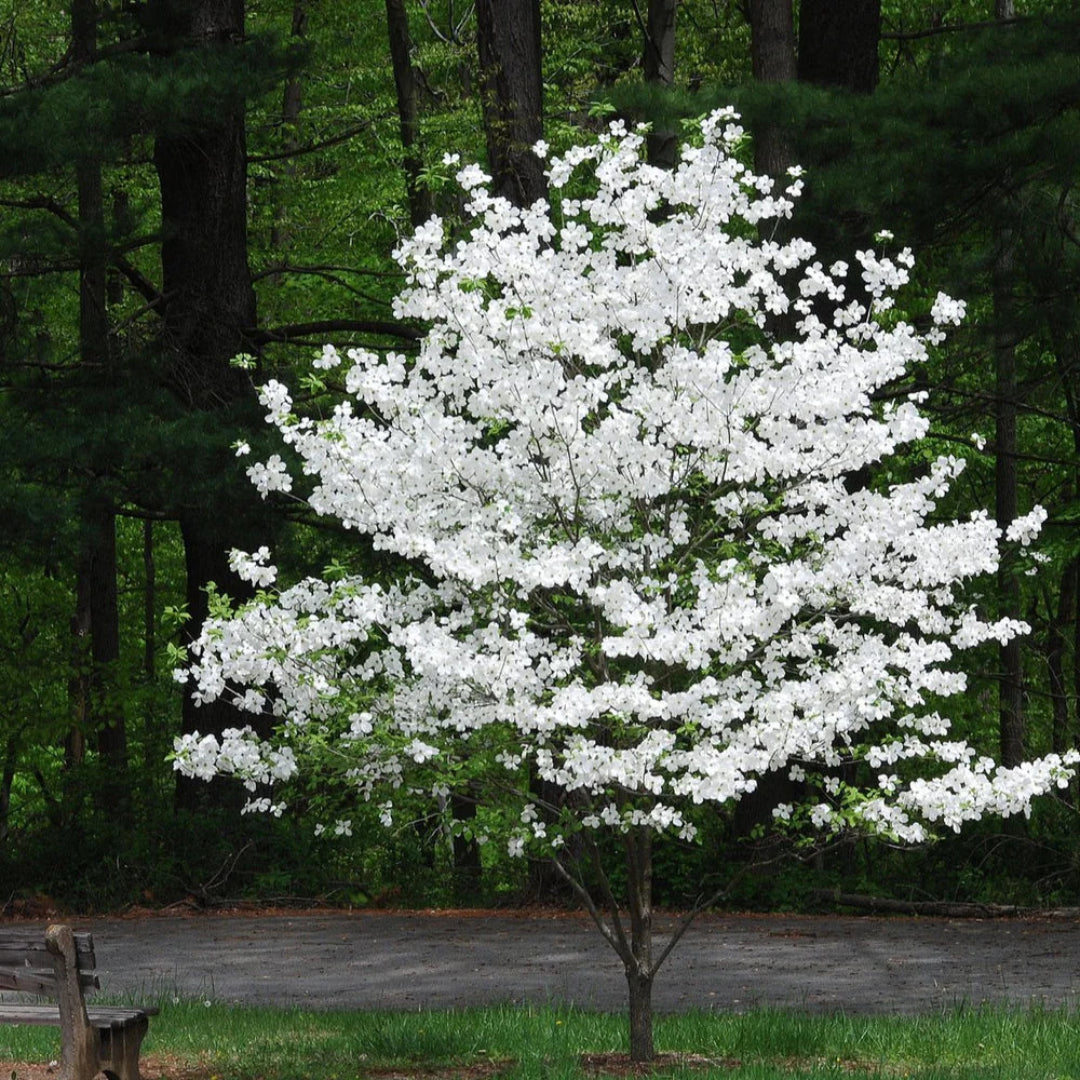 Tree with white petals – White Dogwood in garden