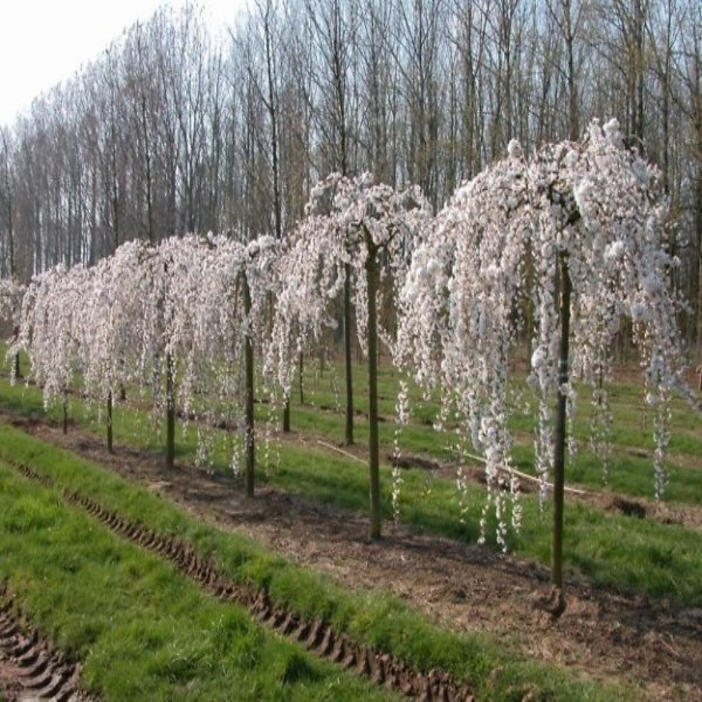 Weeping Yoshino Cherry Tree