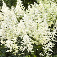 Astilbe Chinensis Visions In White