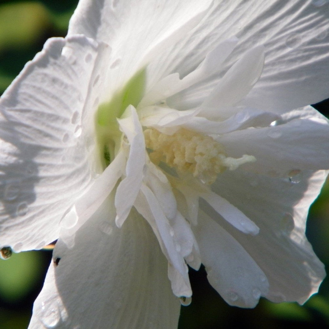 White Chiffon Hibiscus