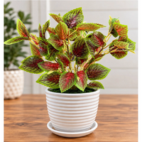 Artificial Coleus Plant with Decorative Ceramic Pot (Perfect Gift)