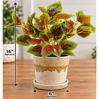 Artificial Coleus Plant with Decorative Ceramic Pot (Perfect Gift)