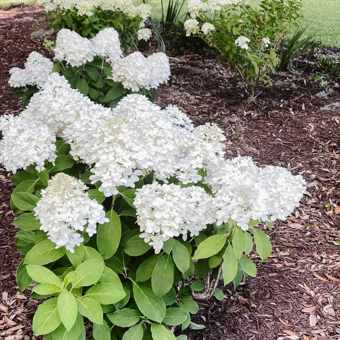 White Wedding Hydrangea