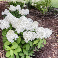 Lush leaves and flower clusters White Wedding Hydrangea