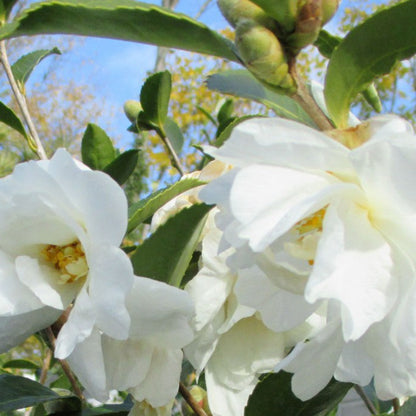 Northern Exposure Camellia