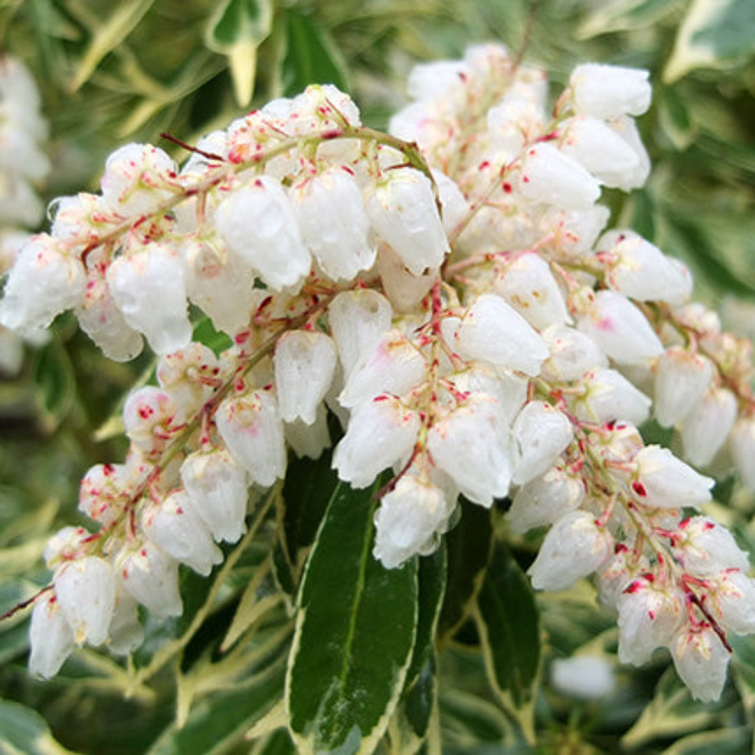 Variegated Pieris
