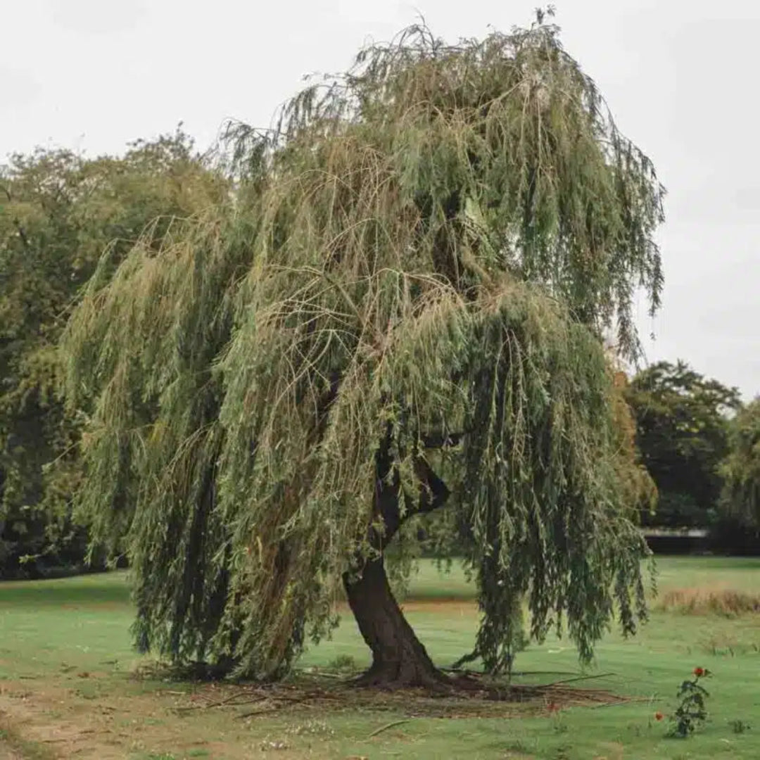 Weeping Willow Tree in full summer bloom