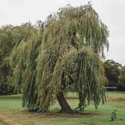 Weeping Willow Tree in full summer bloom
