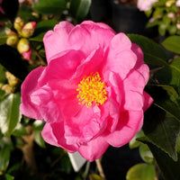 Winter's Joy Camellia
