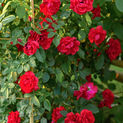 Winners Circle Climbing Rose