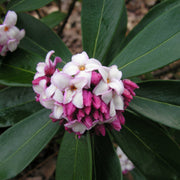 Daphne, Marginated Pink, (Fall/Winter Blooming) Extremely Fragrant Pink Blooms
