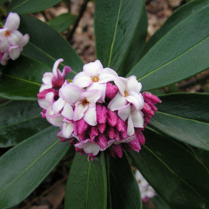 Daphne, Marginated Pink, (Fall/Winter Blooming) Extremely Fragrant Pink Blooms