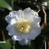 Winter's Snowman Camellia-Cold Hardy to 5*F