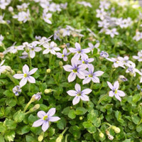 Low growing blue star creeper groundcover plant