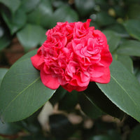 Pebble Hill Peppermint Camellia