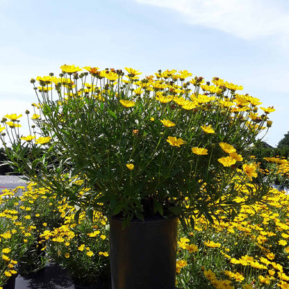 Coreopsis Li&