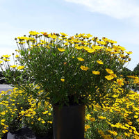 Coreopsis Li'l Bang™ 'Goldilocks' Tickseed - [EG]