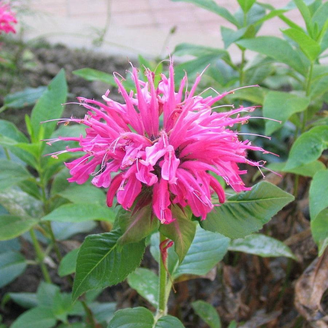 Monarda Sugar Buzz Bubblegum Blast