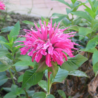 Monarda Sugar Buzz Bubblegum Blast