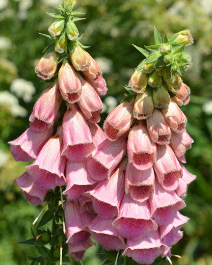 Digitalis Mertonensis, (a.k.a. The Summer King) Strawberry Foxglove