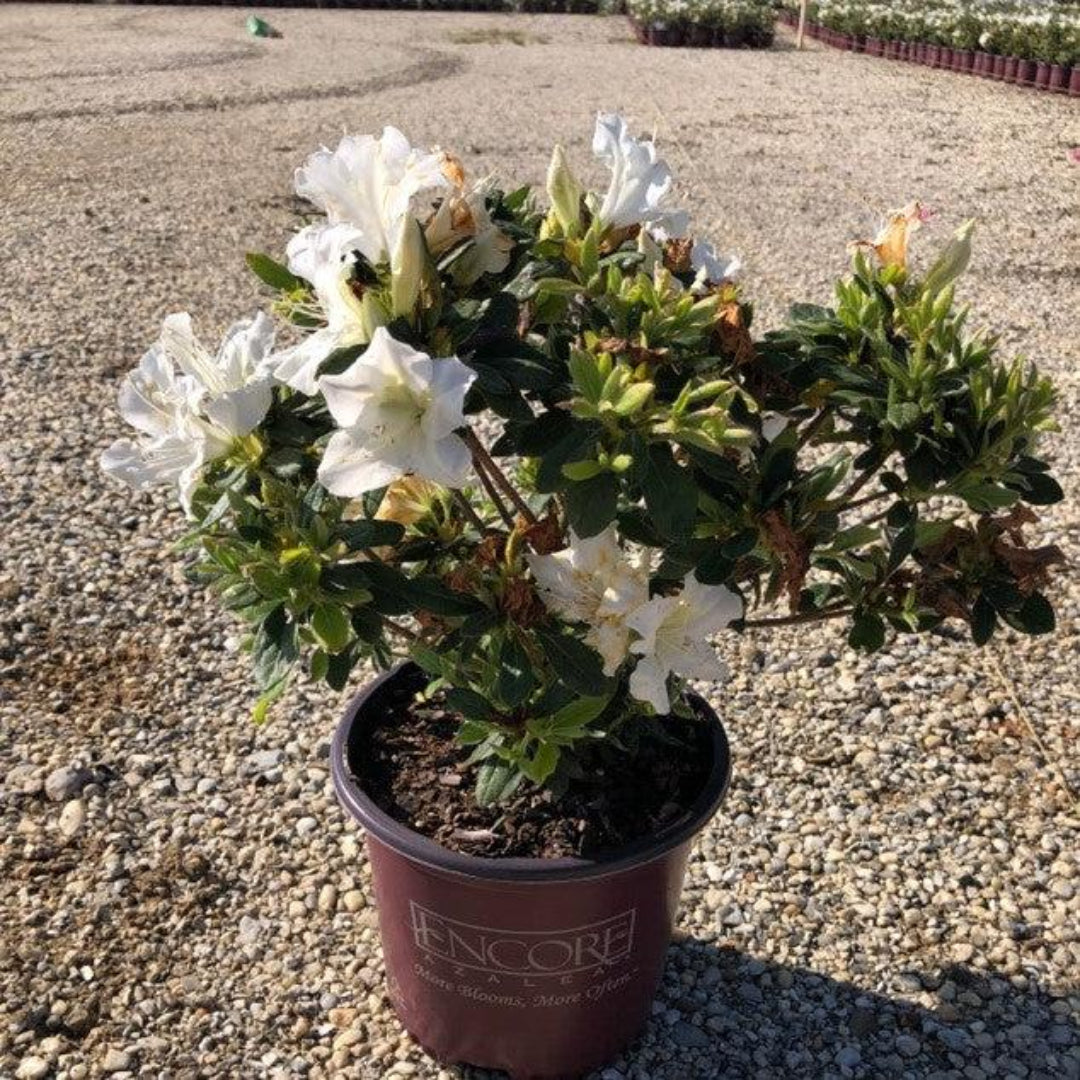 autumn lily flower Autumn Lily Encore Azalea 1 Gal