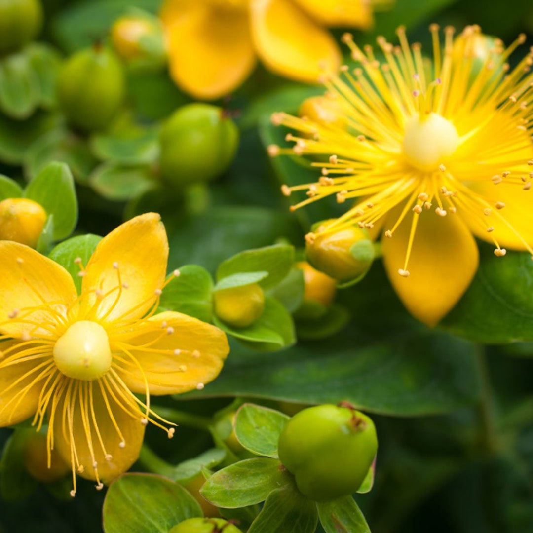 Creels Gold, St Johns Wort