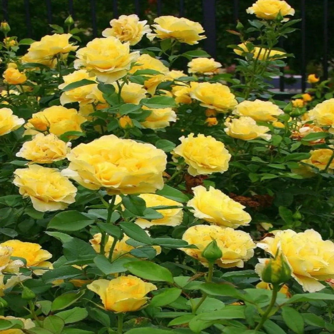 Gilden Sun Tree Form Rose